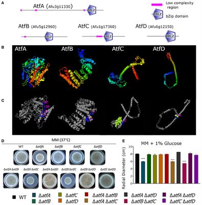Genetic Interactions Between Aspergillus fumigatus Basic Leucine Zipper (bZIP) Transcription Factors AtfA, AtfB, AtfC, and AtfD